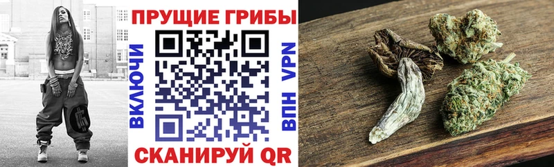 купить наркотик Гай Псилоцибиновые грибы Psilocybine cubensis